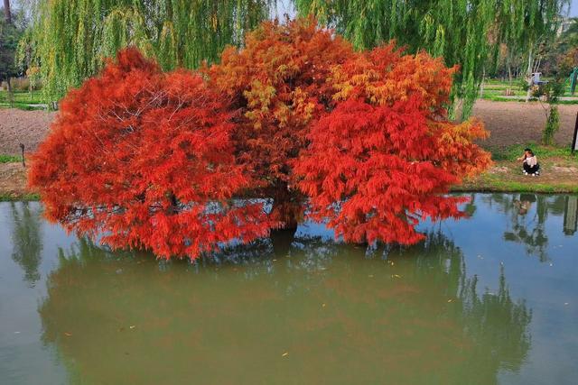 商视界｜柘城容湖初冬如画