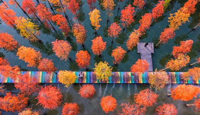 初冬水杉 色彩斑斓