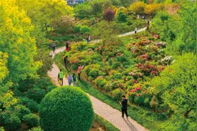 800种牡丹花开动京城！来这些展区看，网上也能赏图片