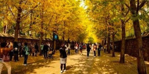 北京号最精彩｜惊艳！京城这些公园里藏着秋景“天花板”