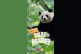 大熊猫是单眼皮还是双眼皮？手指是5根还是6根？……图片