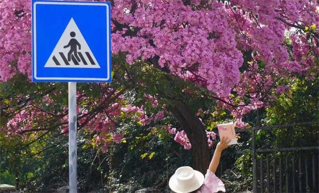 冬暖花开游云南 | 冬游红河，“马”上赏花！