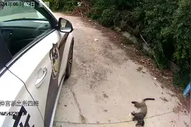 果子狸？！民警在济南南部山区救助了一只图片