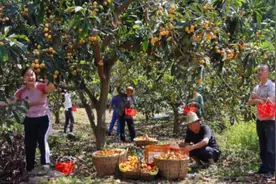 重庆巴南区：枇杷满树香 果农采摘忙图片