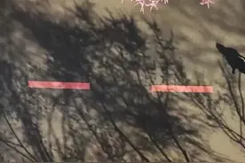 风很温柔，花很浪漫，长春樱花岛，欢迎您！图片