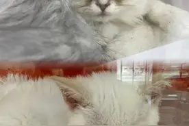 “免费领养”小猫咪暗藏套路 “猫猫贷”套住消费者图片