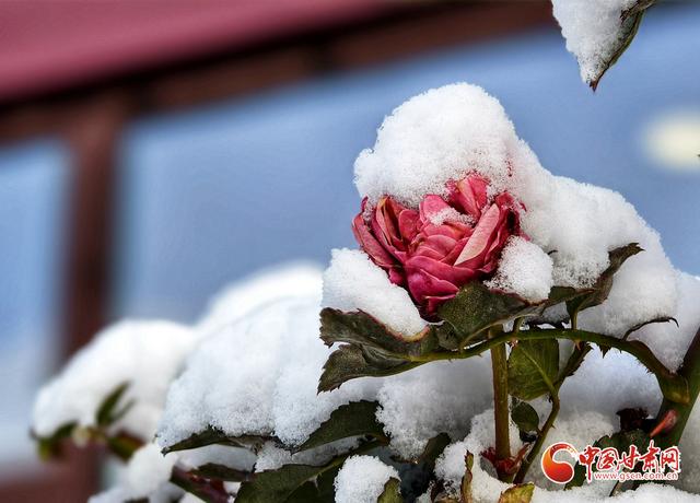 初雪漫兰州：中山桥畔银装展 白塔山下雪意浓