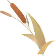 超出片！闽侯江滨这片芦苇荡美到心巴上