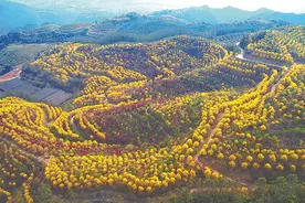 风铃报春图片