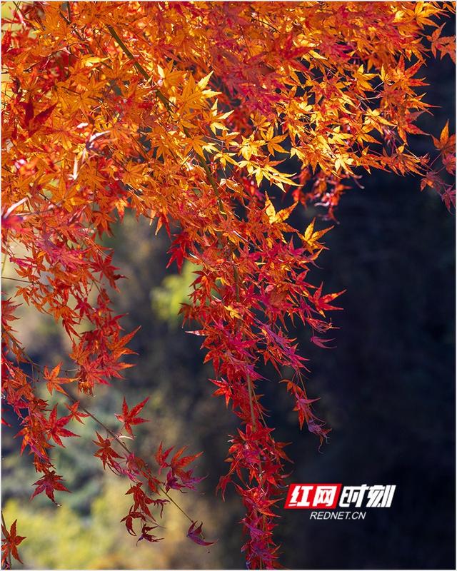 潘华摄影作品：漫步永州蓝山谷 邂逅湘江源头的层林尽染