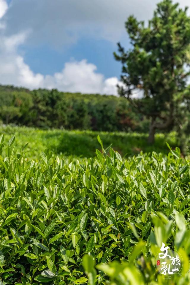 乘着高铁游威海 | 下一站，乳山！