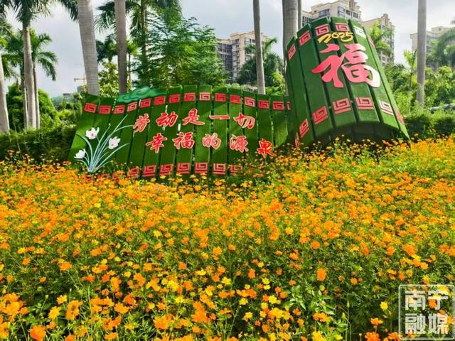 初秋限定美景！南宁这片硫华菊花海正盛放