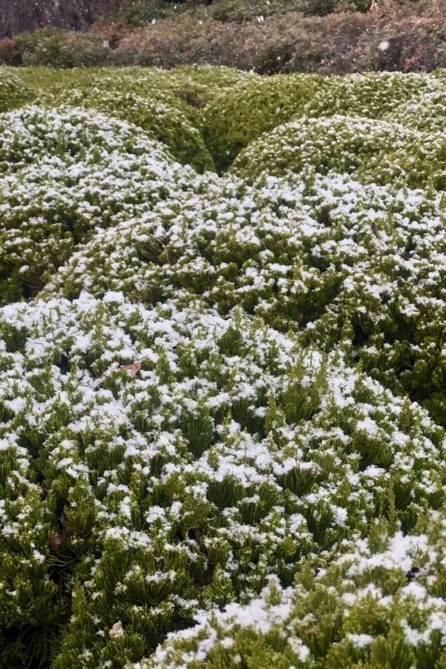 初雪染南海 高铁赴雪约