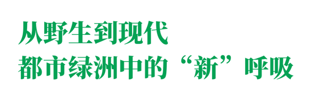 在绿意中疗愈，在咖啡里寻味——新加坡，反正好玩！