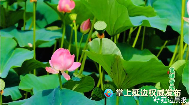 浪漫夏日，为“荷”到延边！赏荷地图来了~