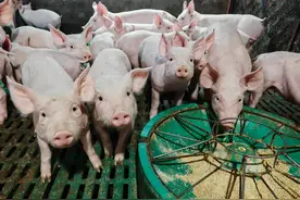 习水：推进畜禽补栏增养 筑牢畜牧业发展基石图片