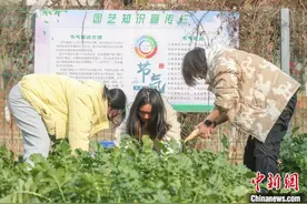 江西高校举办丰收节 学生下田摘蔬菜领悟劳动艰辛与喜悦图片