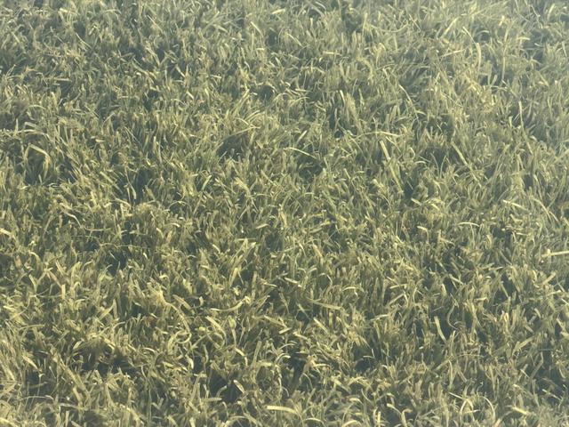 太湖治理传来好消息，且看无锡如何打出“组合拳”