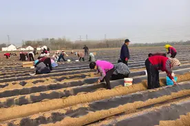 阳信：中草药种植成为乡村振兴新“药”匙图片