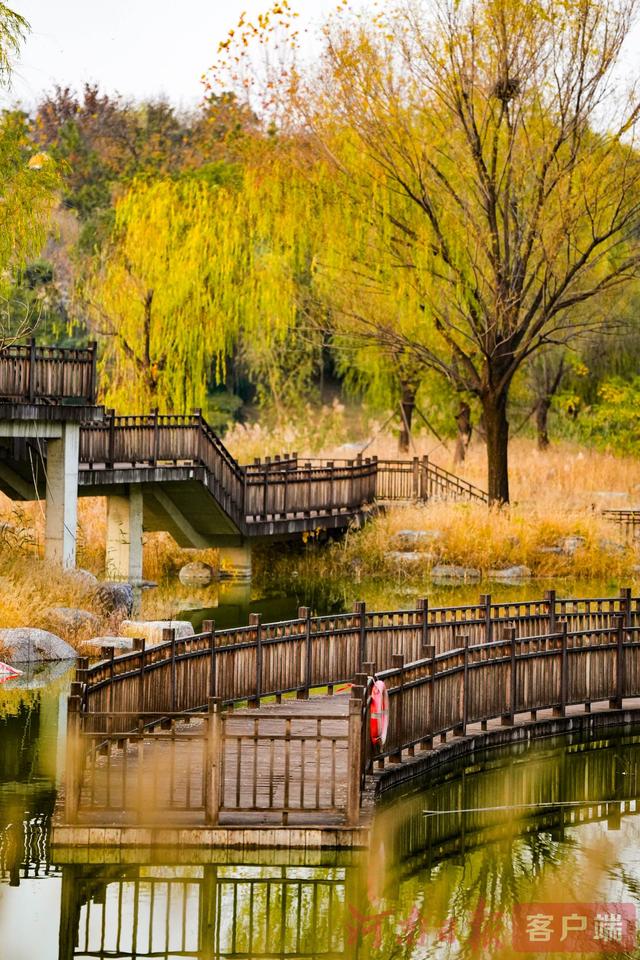 印象港区｜满目金黄，是秋写给冬的告白