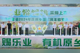 甜“猕”上市！乐业猕猴桃迎来采摘期图片