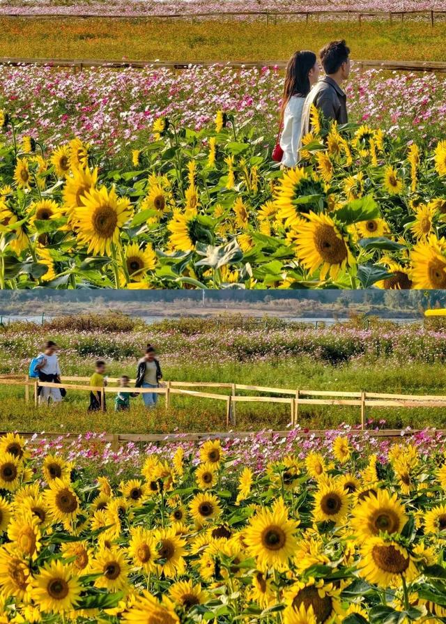 原来冬日里的江西，也会“花开成海”！