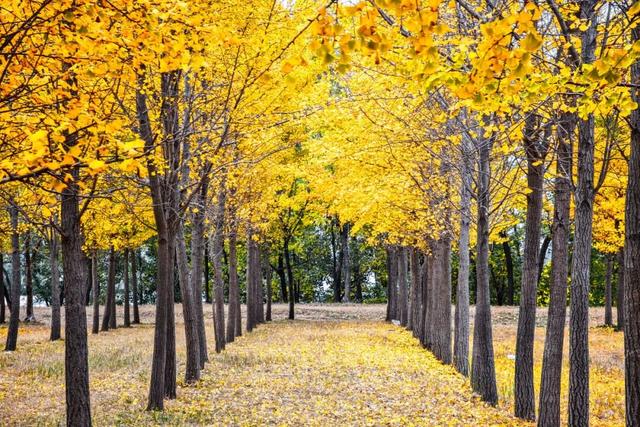 热门消息-济南的秋天，是懂“配色”的！(8)