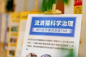 城市流浪猫如何护怎样管？委员代表业界人士齐商量图片