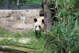 “丫丫”逐渐变胖丫 网友：被“丫丫”的眼神硬控了！图片