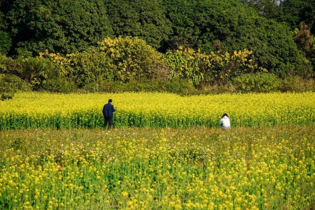 三水大片油菜花海超美超出片！免费赏