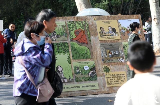 “猩”动来袭！南京红山森林动物园举办2025国际猩猩关爱周活动