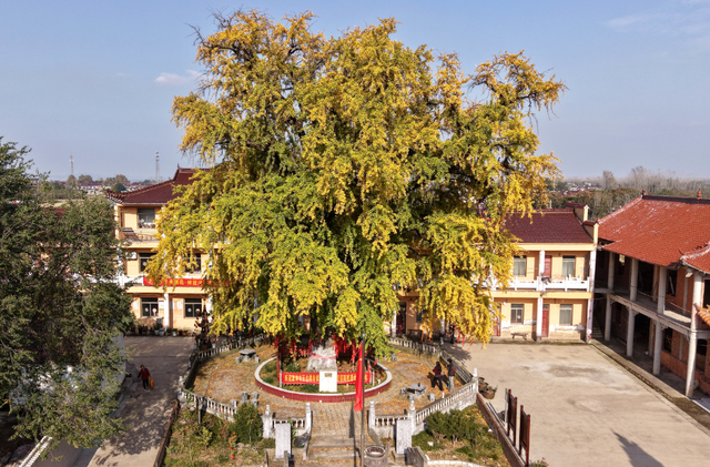 巢湖千年古银杏披上“黄金甲”
