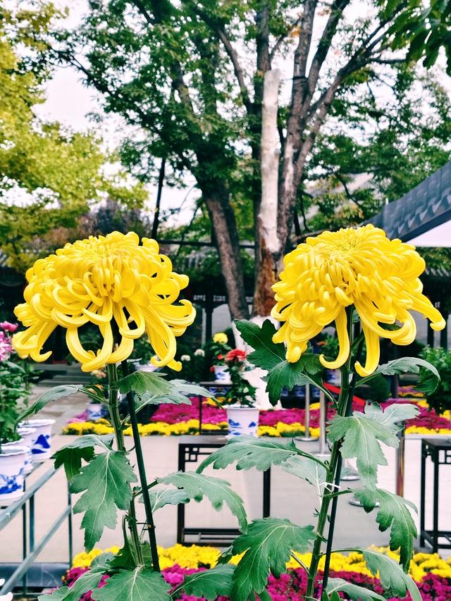 重阳紫竹院，菊香漫园