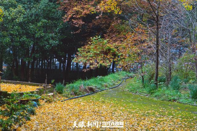 【出发吧少年！贵州山河奇遇记】“从绿意中启程，深入了解脚下这片土地”