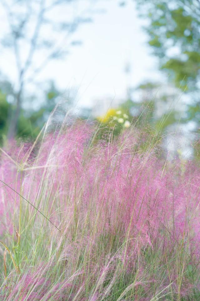 粉黛、菊展、芦苇正盛，东湖最美秋光上线！