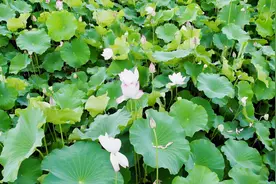【组图】一抹“荷”香点亮乡村产业图片
