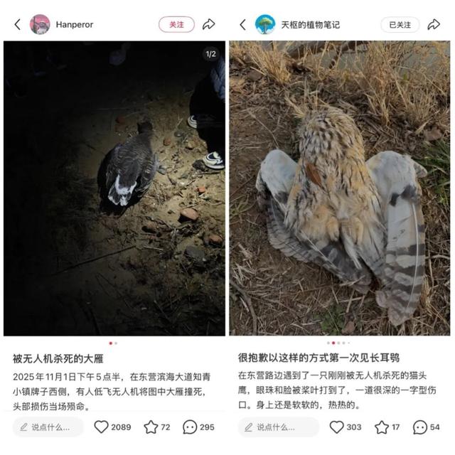 再凶的猛禽，也会怕这种“大铁鸟	”