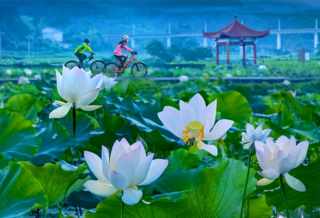 这个盛夏，我在中国建莲之乡——福建建宁等你！