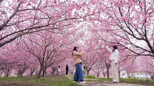 妇女节：天晴繁花映芳华 春风十里不负她