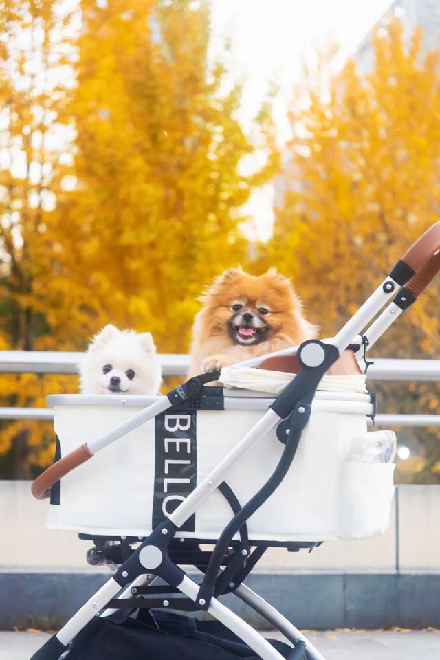 限时绝美！年度顶流！