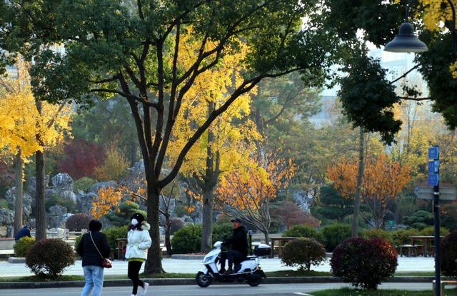 江苏苏州：桐泾公园斑斓冬景引客来