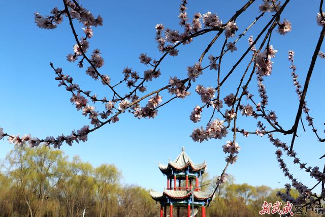 组图丨春意漫染植物园 一城芳华入凉州