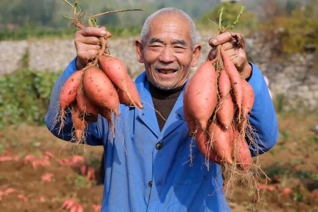 小编带你一站式打卡淄川N个宝藏采摘地！