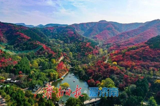 一年四季 泉在济南丨层林尽染！济南红叶谷进入最佳观赏期