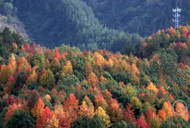 重庆黔江：红枫似火 彩林如画