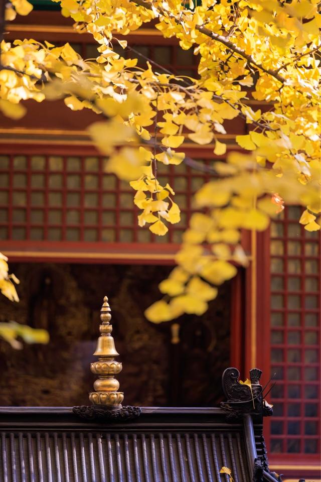 北京八大处大悲寺：银杏撒“金	”映古建