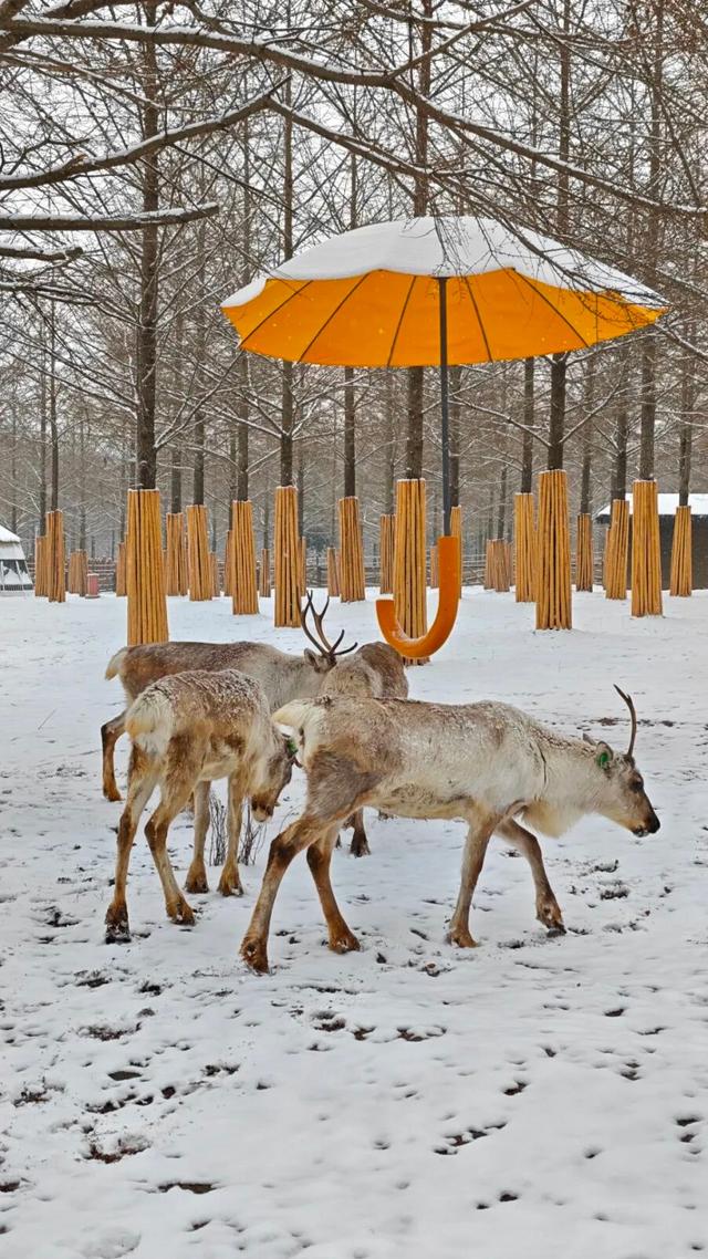 宜兴一下雪，就美成了阳羡！