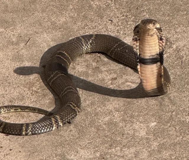 妈呀！浙江一村民家门口，惊现眼镜蛇！大妈吓出表情包