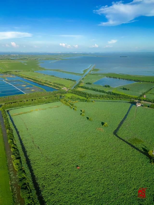 来洪湖，“藕”遇千年秋色！