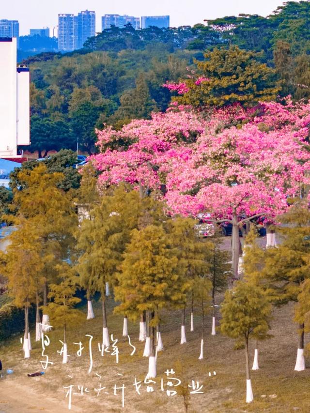 最美松湖 | 这棵“顶流”异木棉到底有多顶？